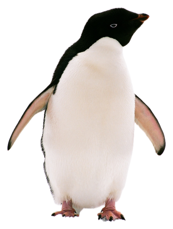 Adelie Penguin · Original color inspiration
