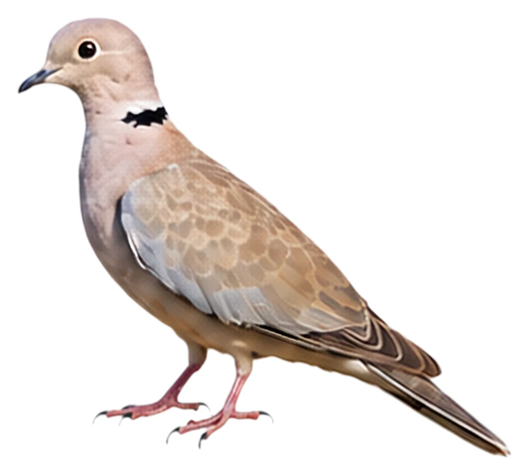 African Collared Dove · Original color inspiration