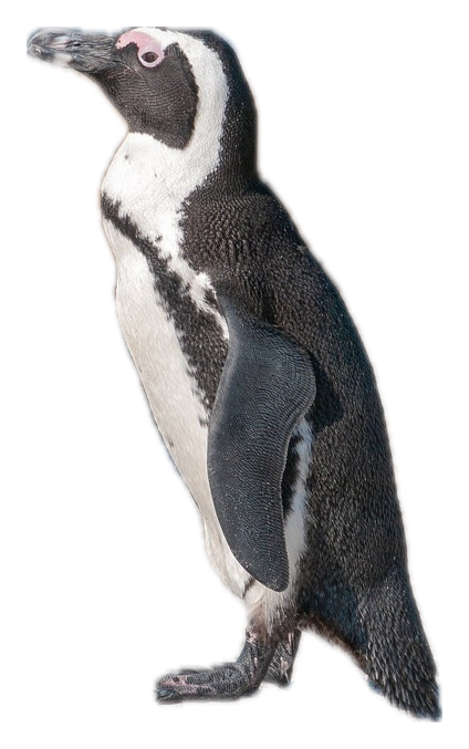 African Penguin · Original color inspiration
