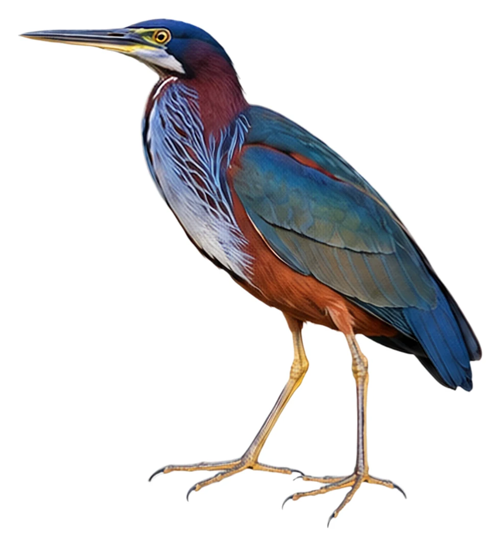 Agami Heron · Original color inspiration