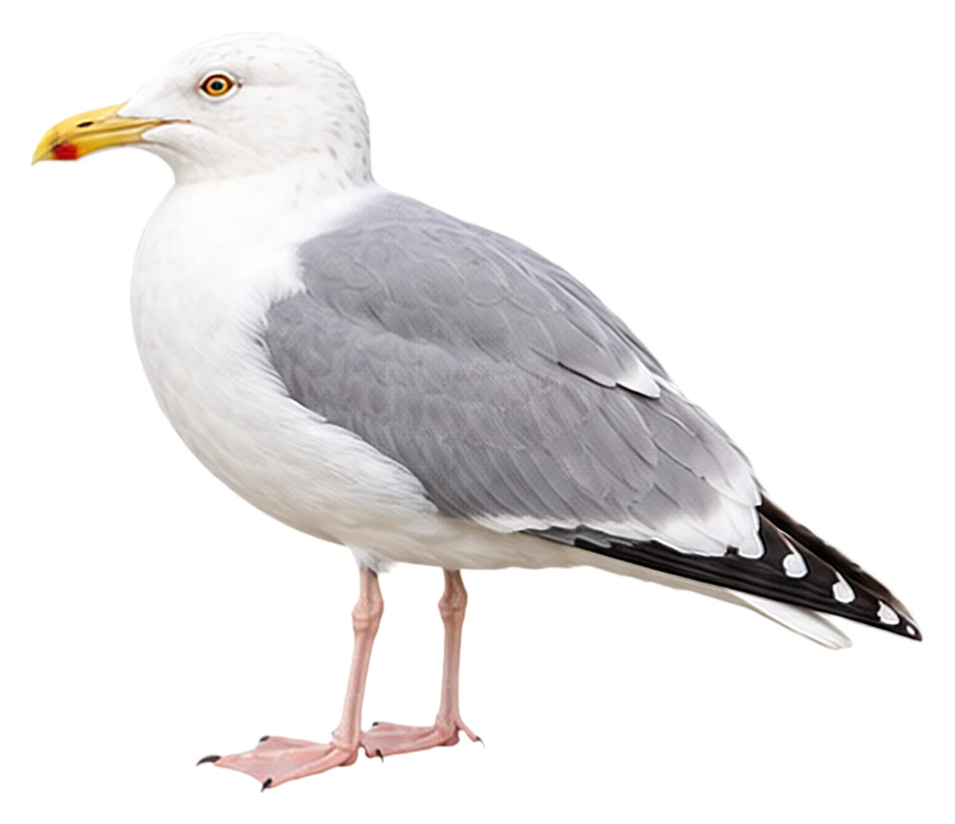 American Herring Gull · Original color inspiration