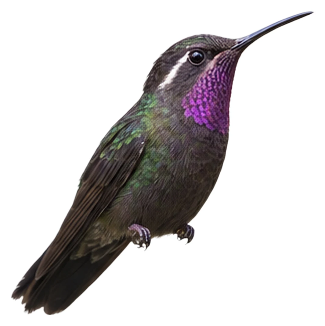 Amethyst-throated Mountaingem · Original color inspiration