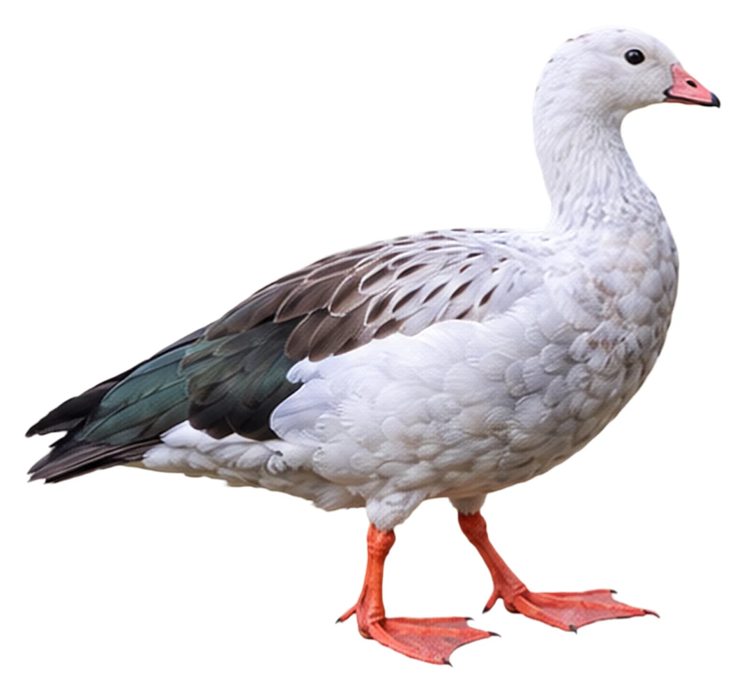 Andean Goose · Original color inspiration