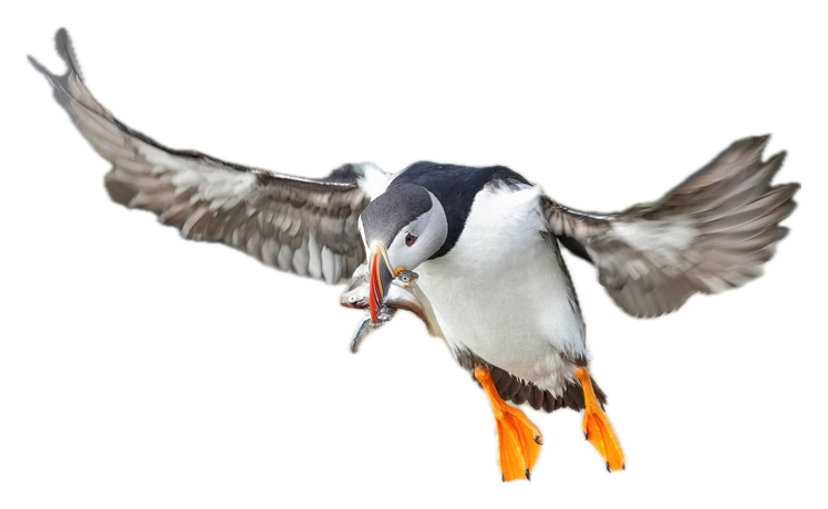 Atlantic Puffin · Original color inspiration