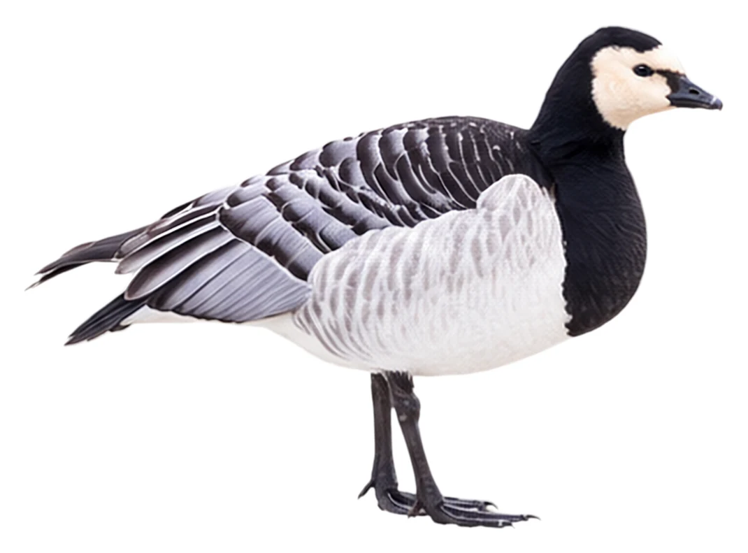 Barnacle Goose · Original color inspiration
