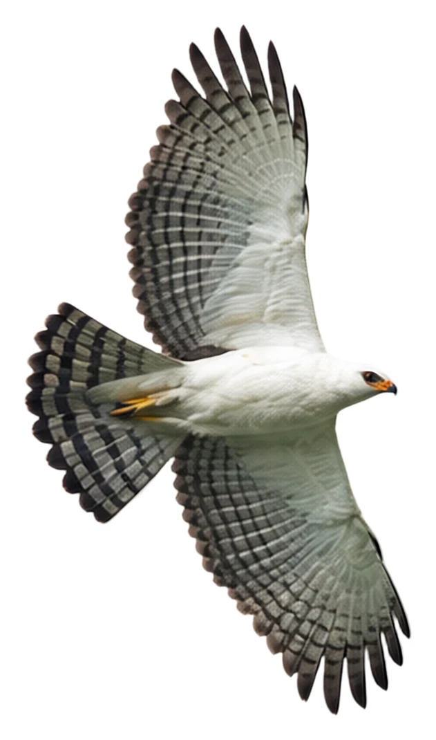 Black-and-white Hawk-Eagle · Оригинални цветове
