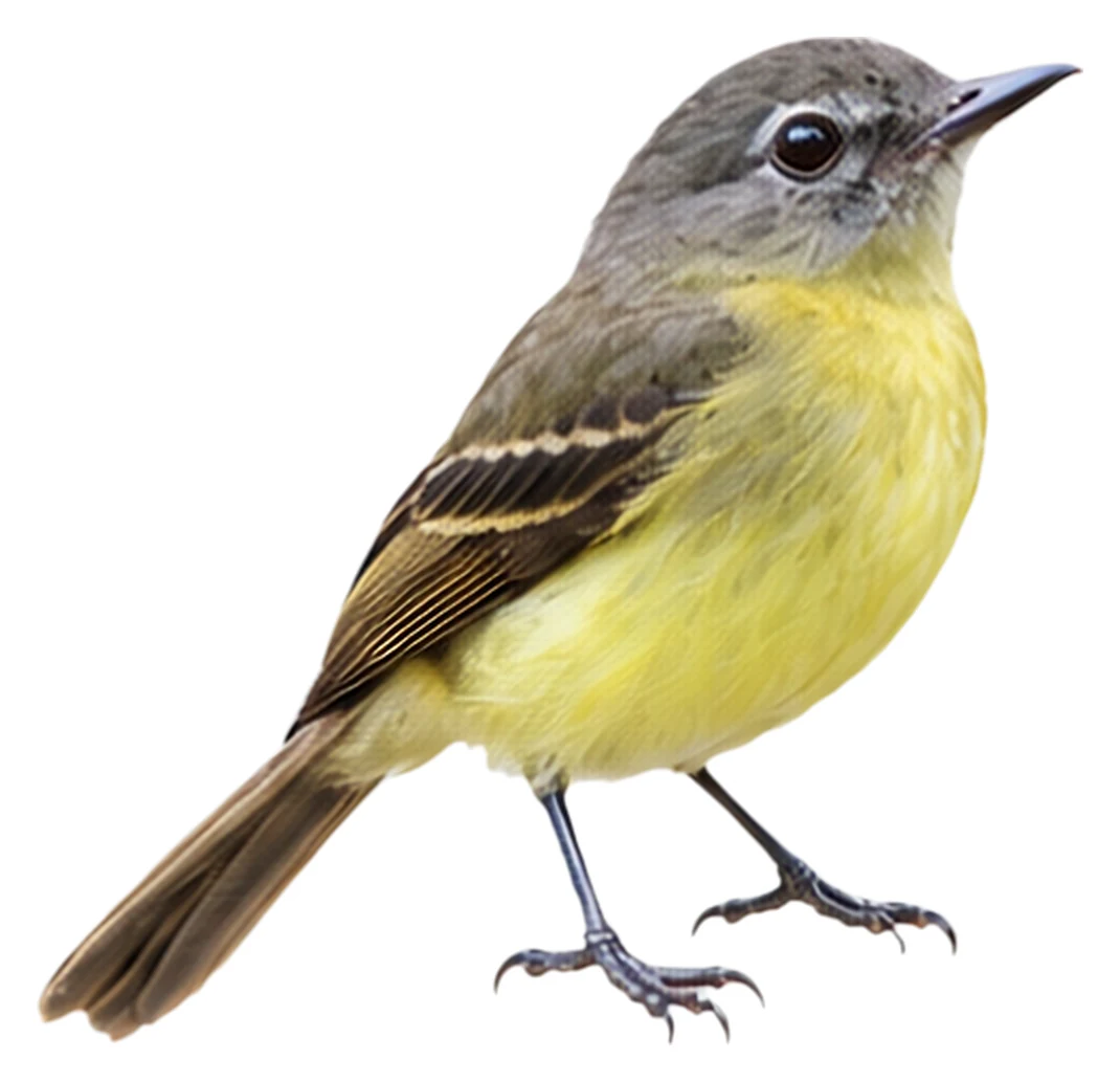 Black-billed Flycatcher · Original color inspiration