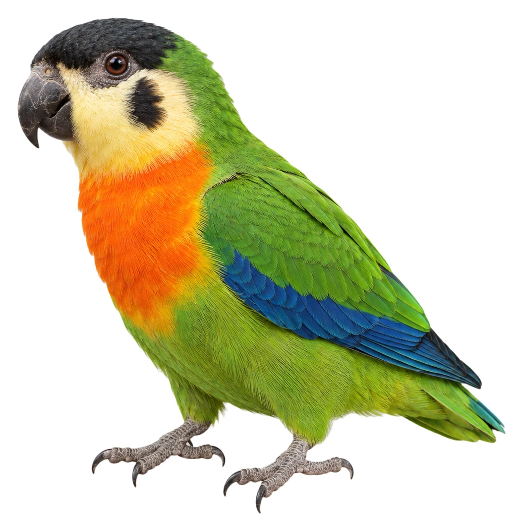 Black-fronted Fig Parrot · Original color inspiration