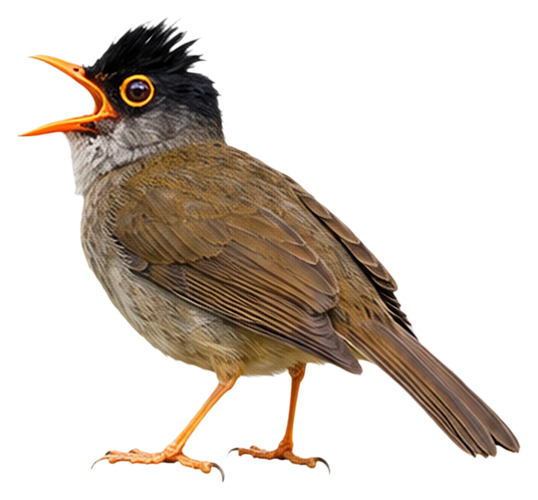 Black-headed Nightingale-Thrush · Original color inspiration