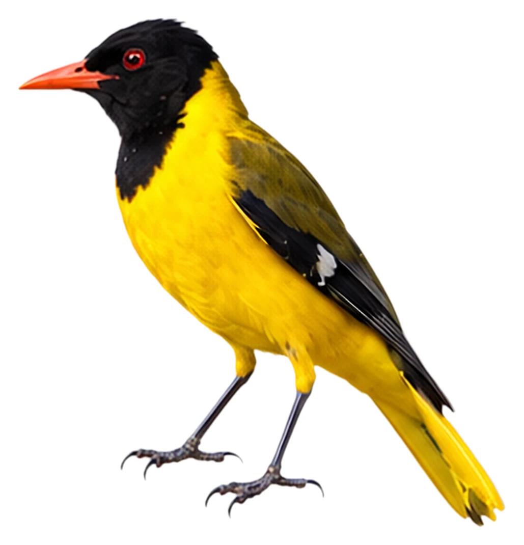 Black-headed Oriole · Original color inspiration