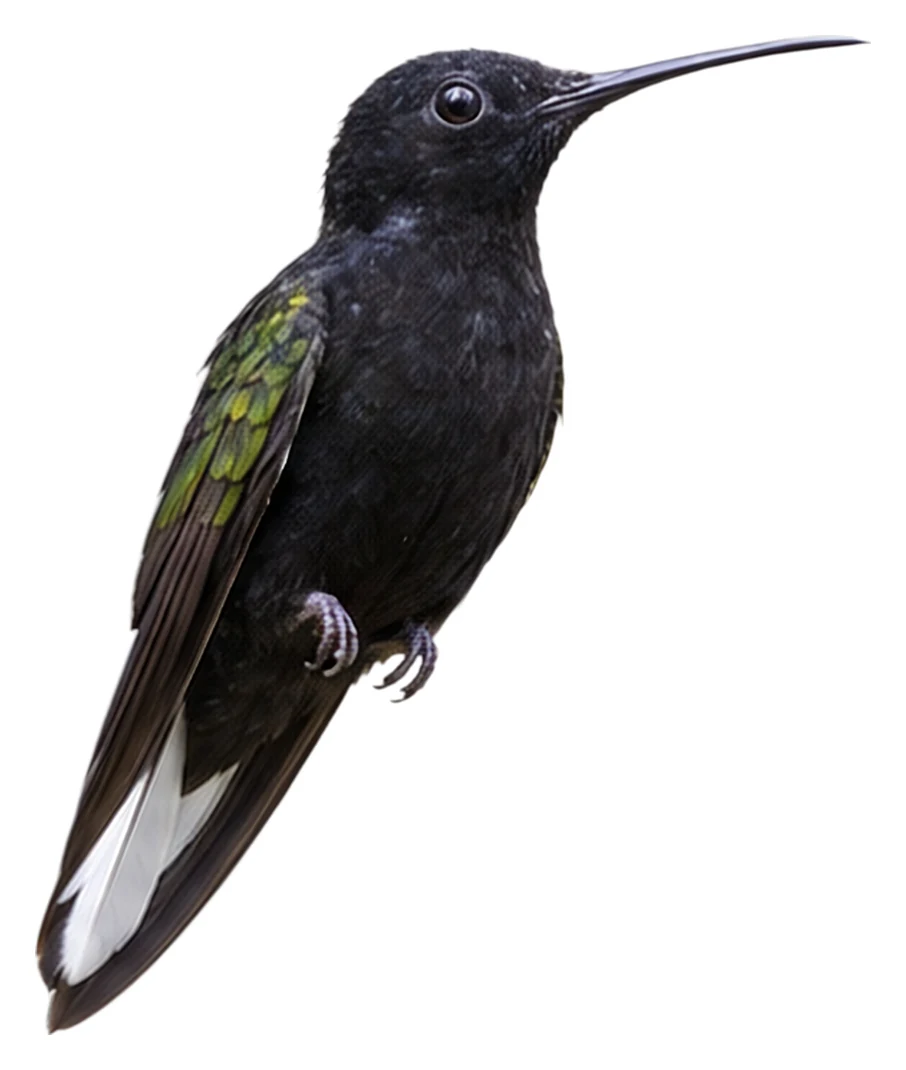 Black Jacobin · Original color inspiration
