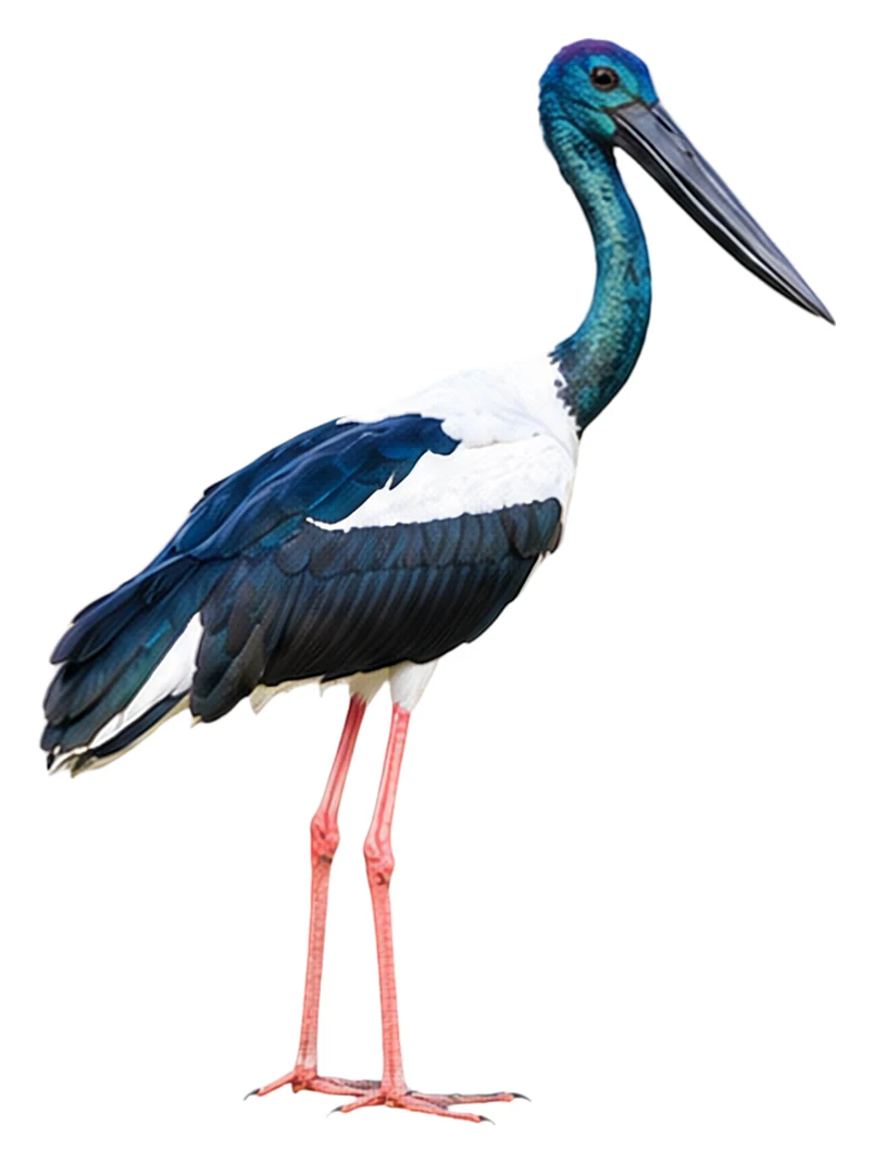 Black-necked Stork · Original color inspiration