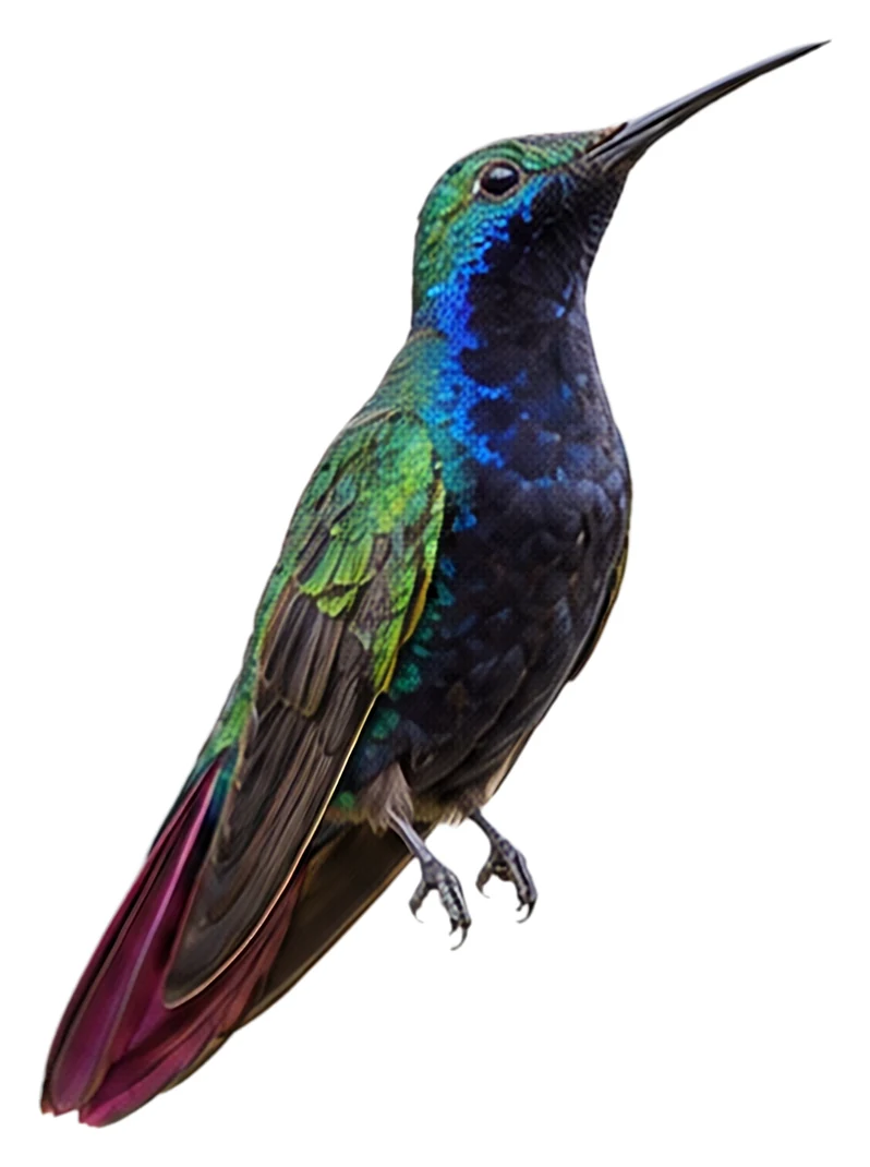 Black-throated Mango · Original color inspiration