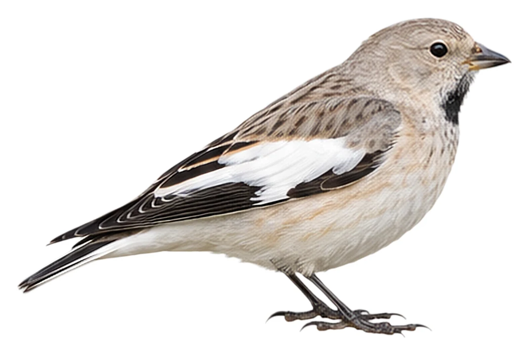 Black-winged Snowfinch · Original color inspiration