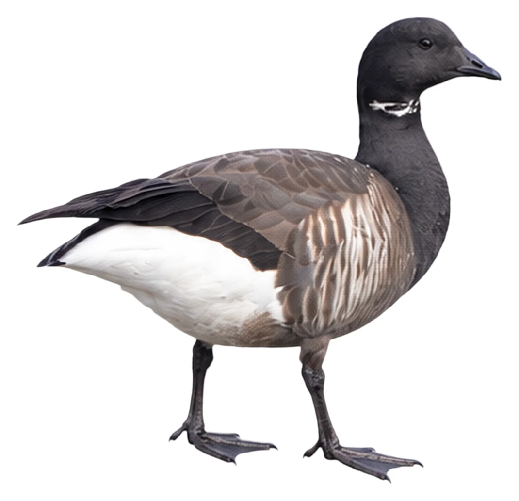 Brant Goose · Original color inspiration