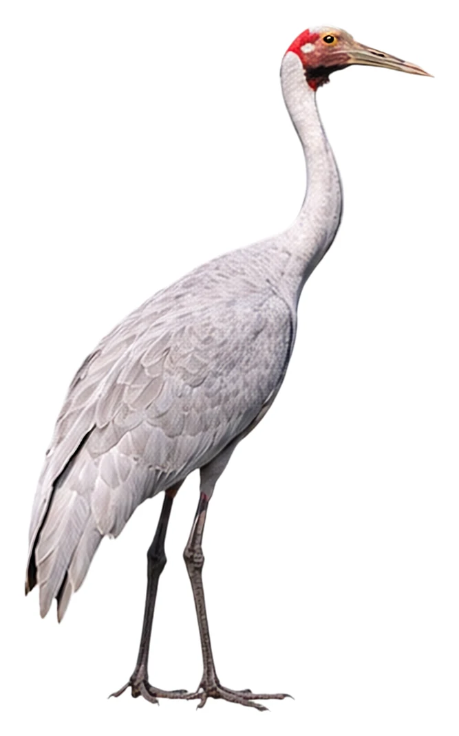 Brolga · Original color inspiration