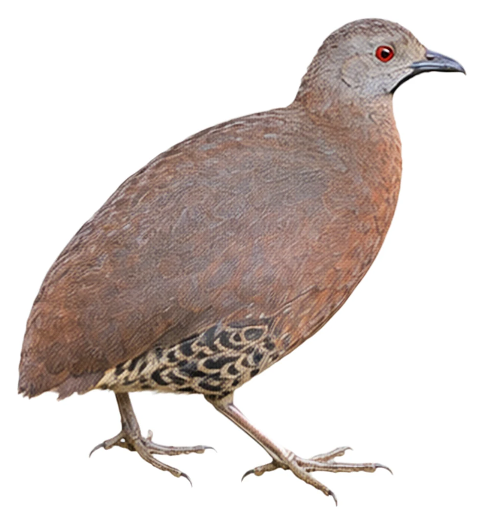 Brown Tinamou · Original color inspiration