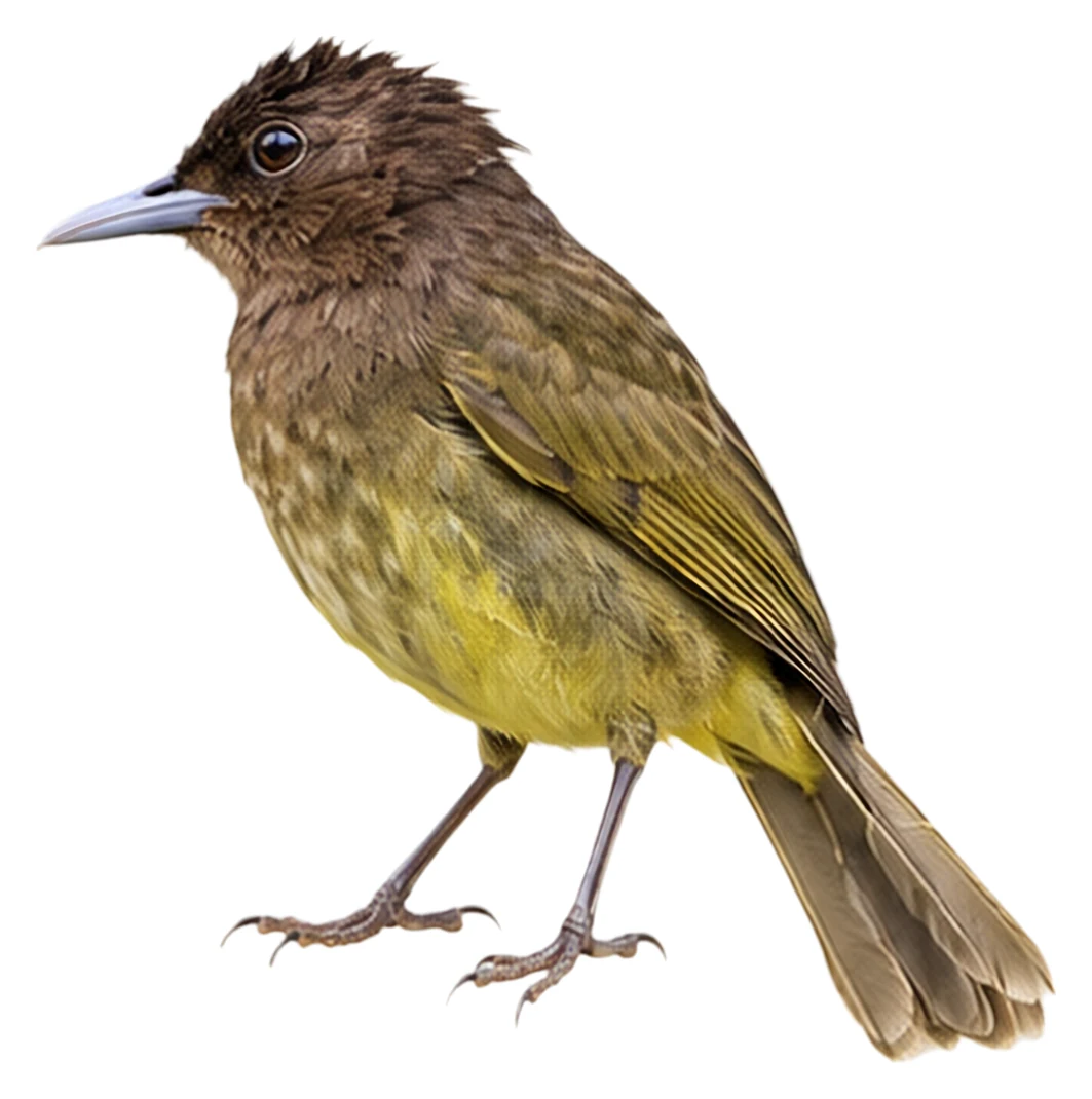 Camiguin Bulbul · Original color inspiration