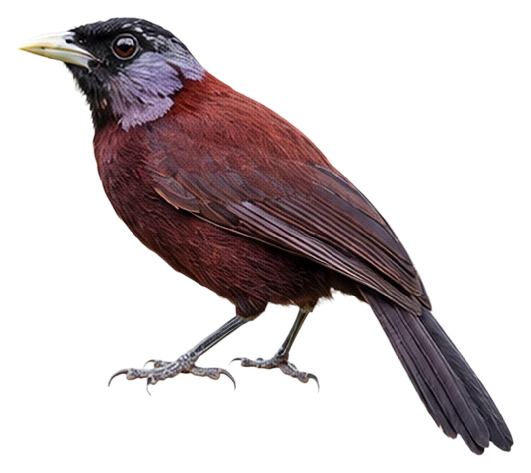 Capuchin Babbler · Original color inspiration