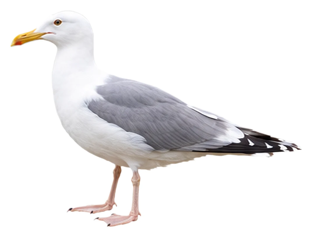 Caspian Gull · Original color inspiration