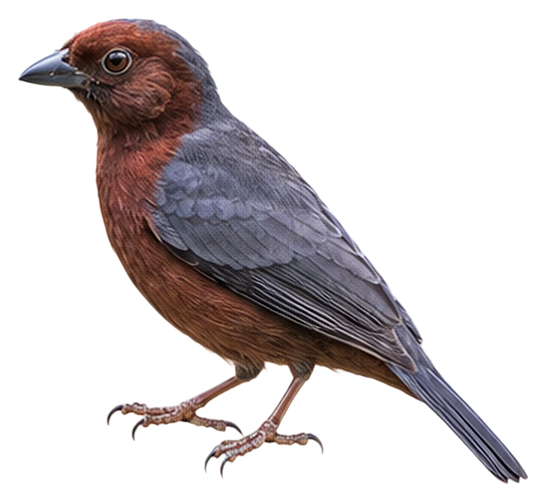 Chestnut-breasted Nigrita · Original color inspiration