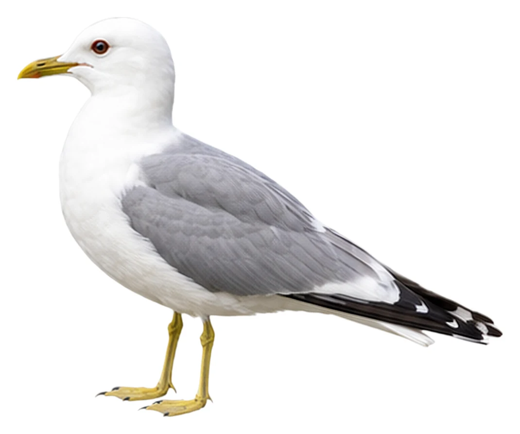 Common Gull · Original color inspiration