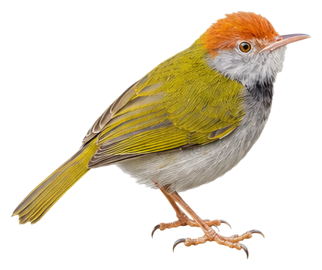 Dark-necked Tailorbird · Original color inspiration