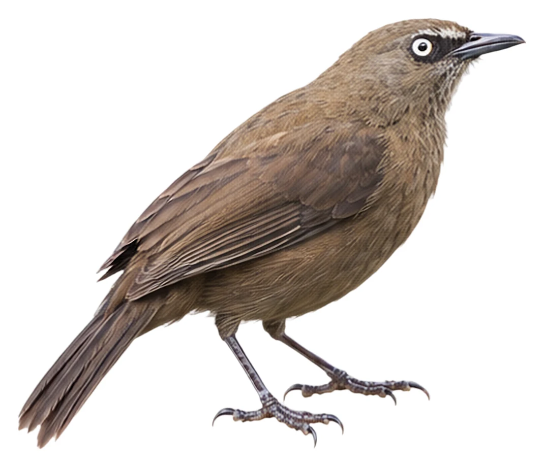 Dusky Babbler · Original color inspiration