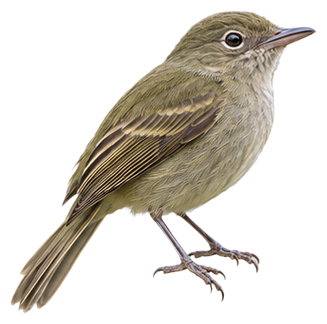 Eastern Olivaceous Flatbill · Original color inspiration
