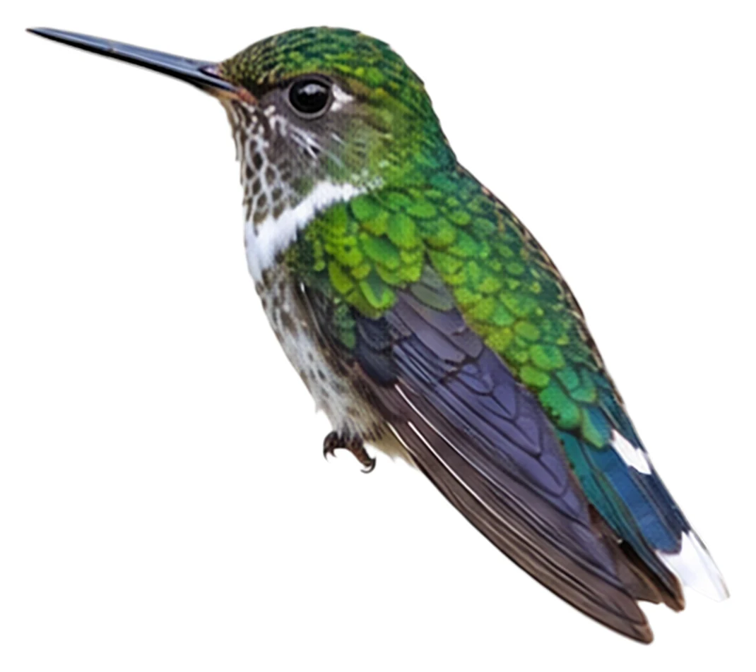 Ecuadorian Piedtail · Original color inspiration