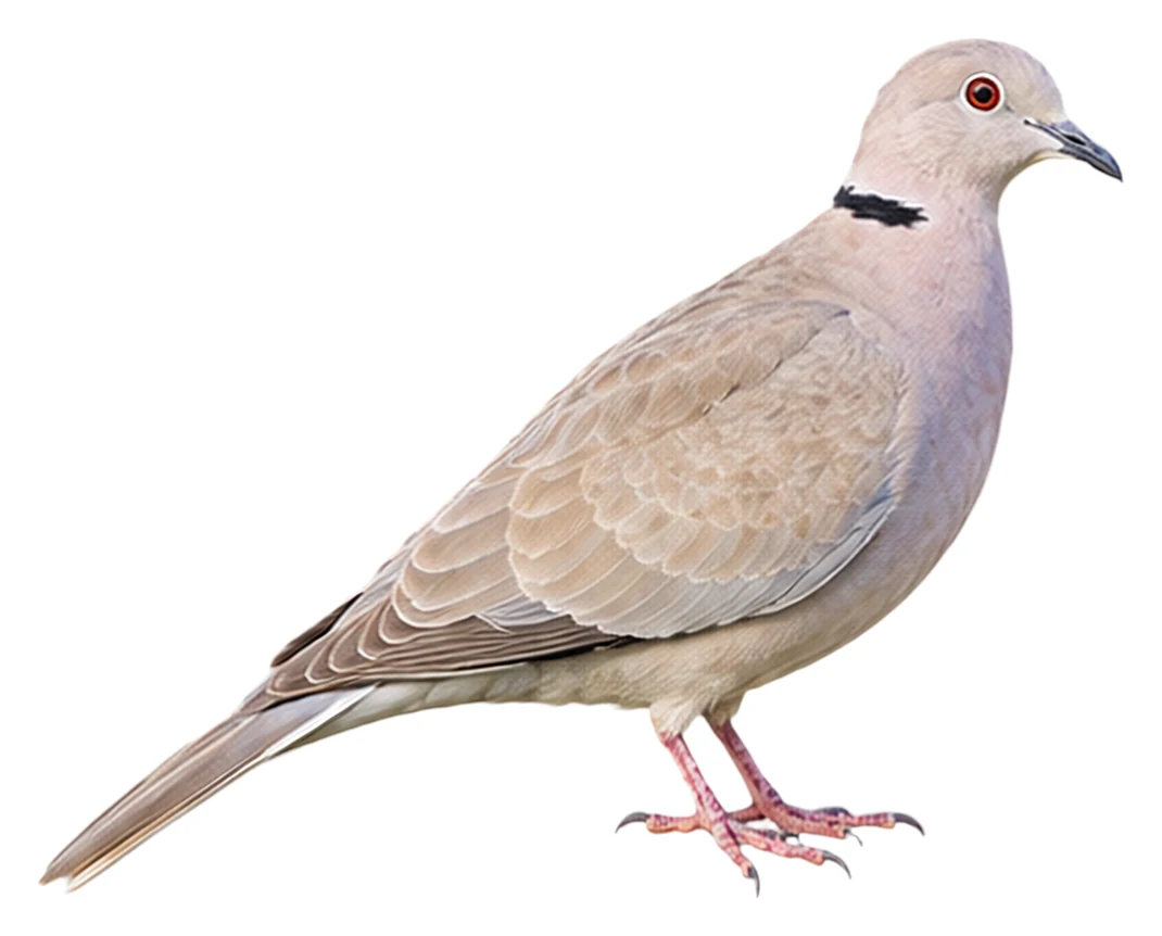 Eurasian Collared Dove · Original color inspiration