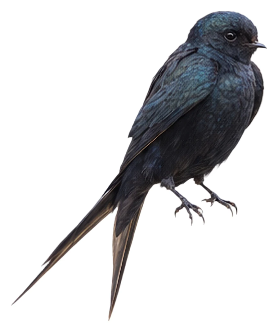 Fanti Saw-wing · Original color inspiration
