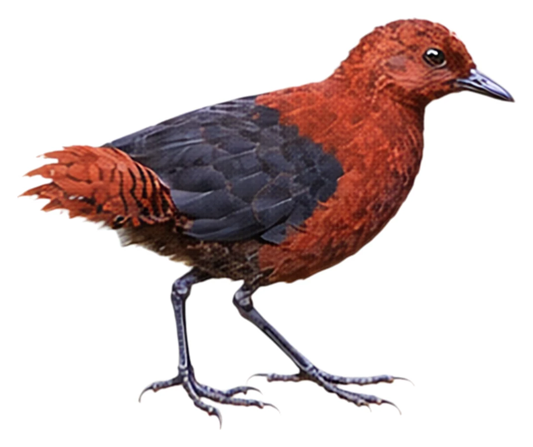 Forbes's Forest Rail · Original color inspiration