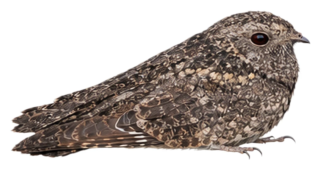 Freckled Nightjar · Original color inspiration