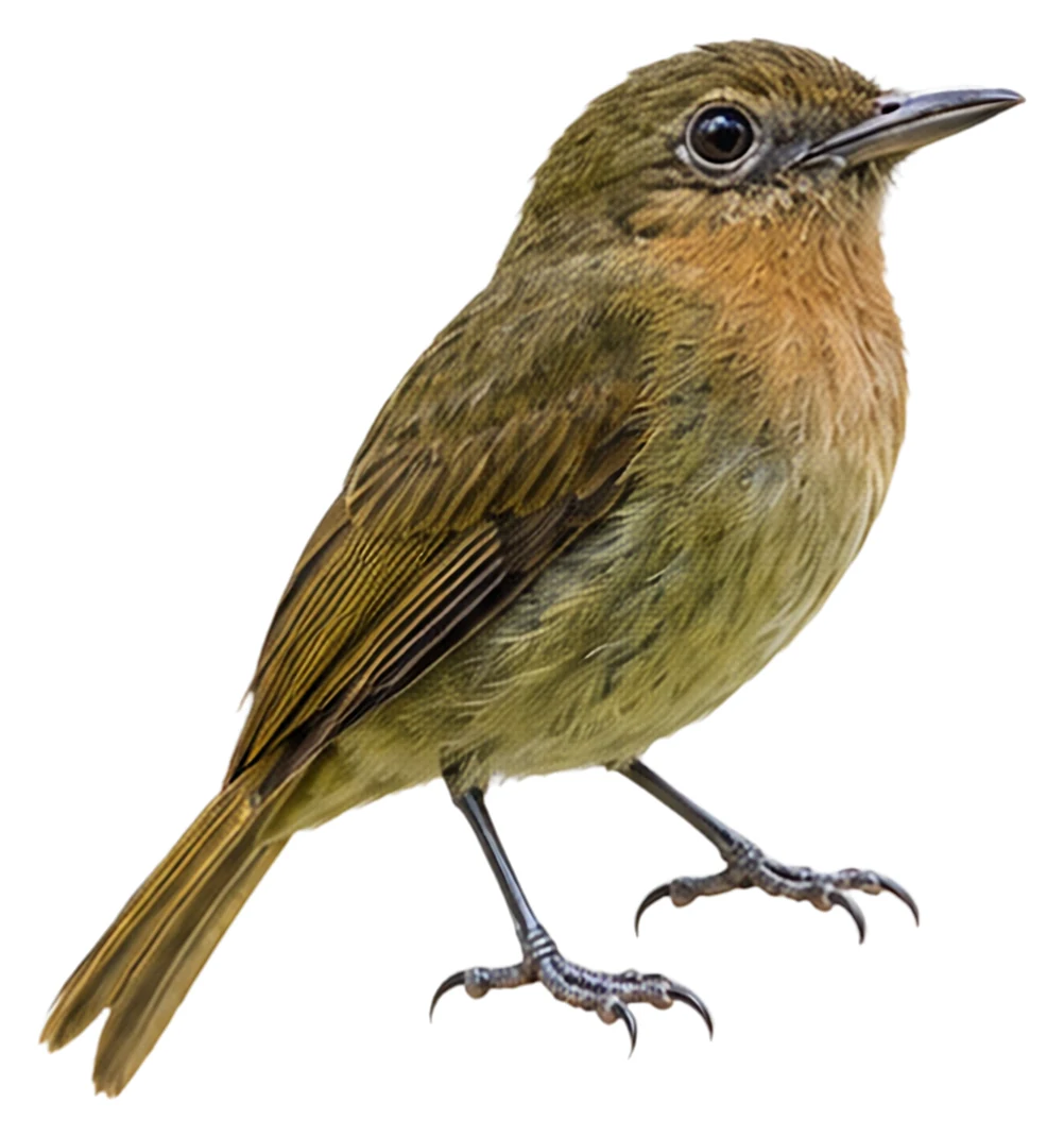Fulvous-breasted Flatbill · Original color inspiration