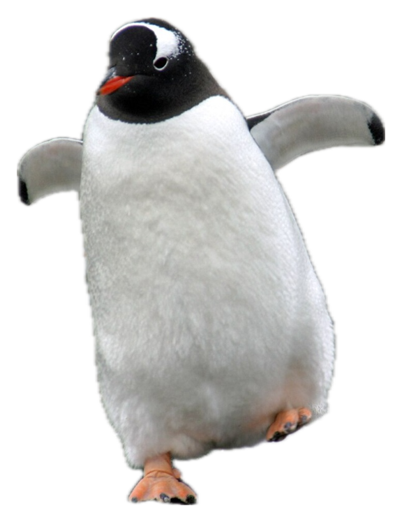 Gentoo Penguin · Original color inspiration