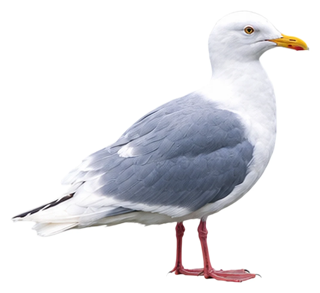 Glaucous Gull · Original color inspiration