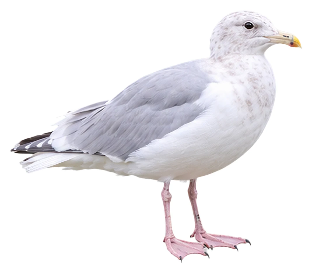Glaucous-winged Gull · Original color inspiration