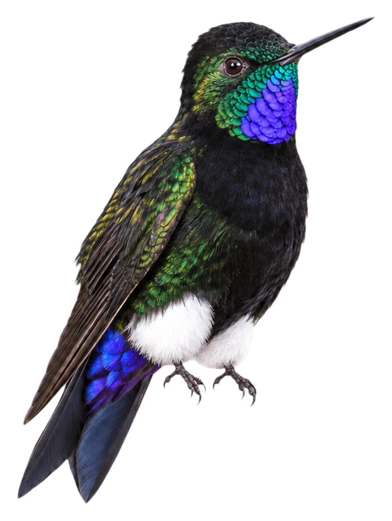 Gorgeted Puffleg · Original color inspiration