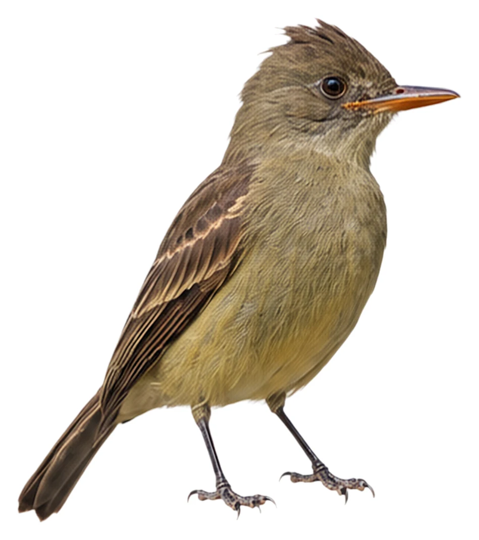 Greater Pewee · Original color inspiration