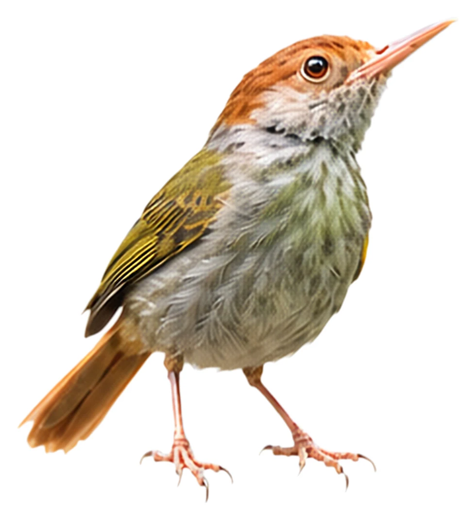 Green-backed Tailorbird · Original color inspiration