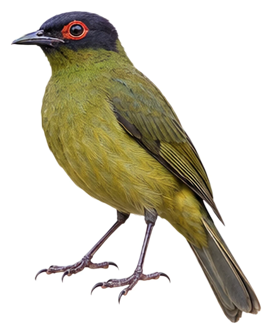 Green Figbird · Original color inspiration