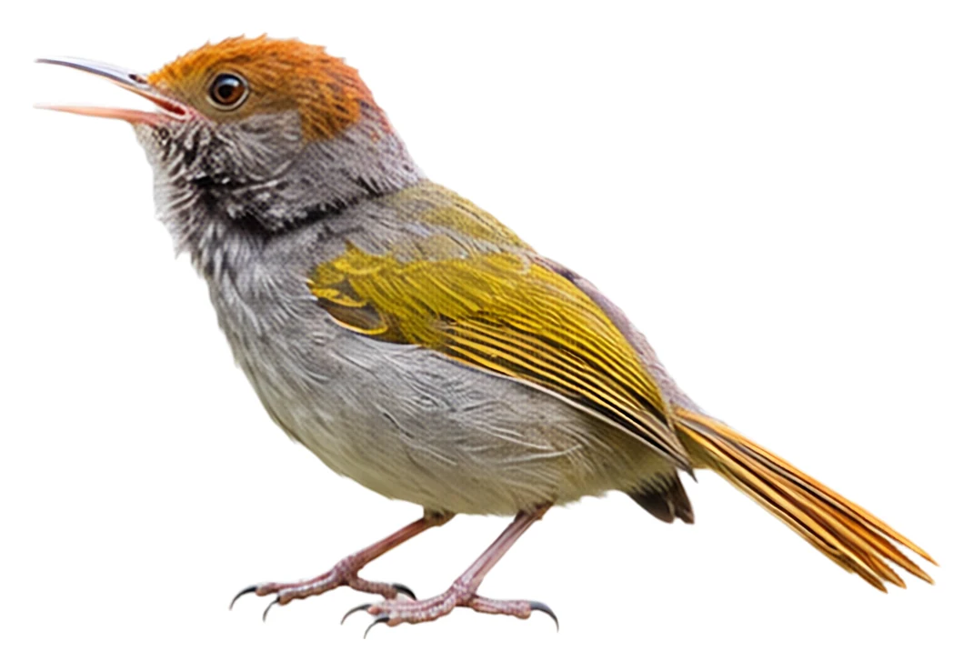 Grey-backed Tailorbird · Original color inspiration