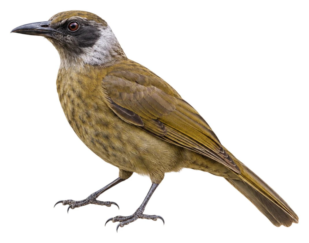 Grey-collared Oriole · Original color inspiration