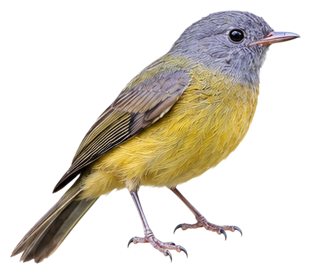 Grey-hooded Flycatcher · Original color inspiration