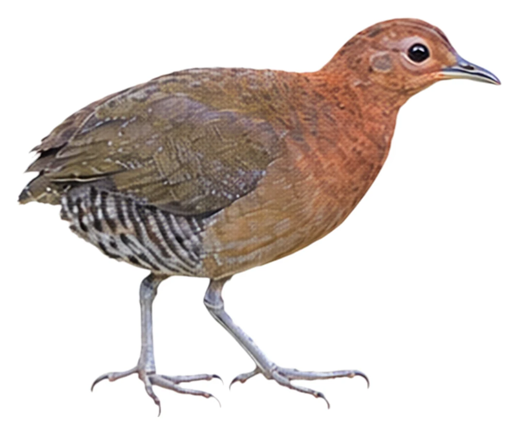 Grey-legged Tinamou · Original color inspiration