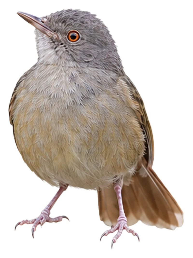 Grey-olive Greenbul · Original color inspiration