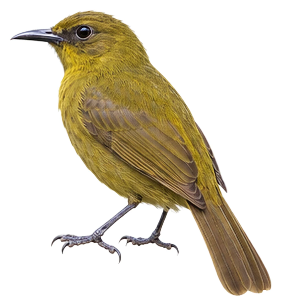 Halmahera Golden Bulbul · Original color inspiration