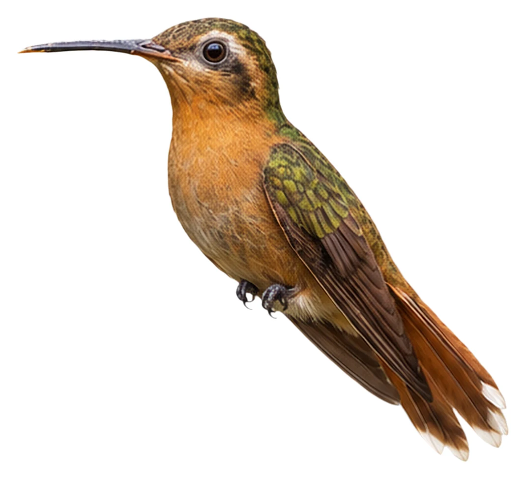 Hook-billed Hermit · Original color inspiration