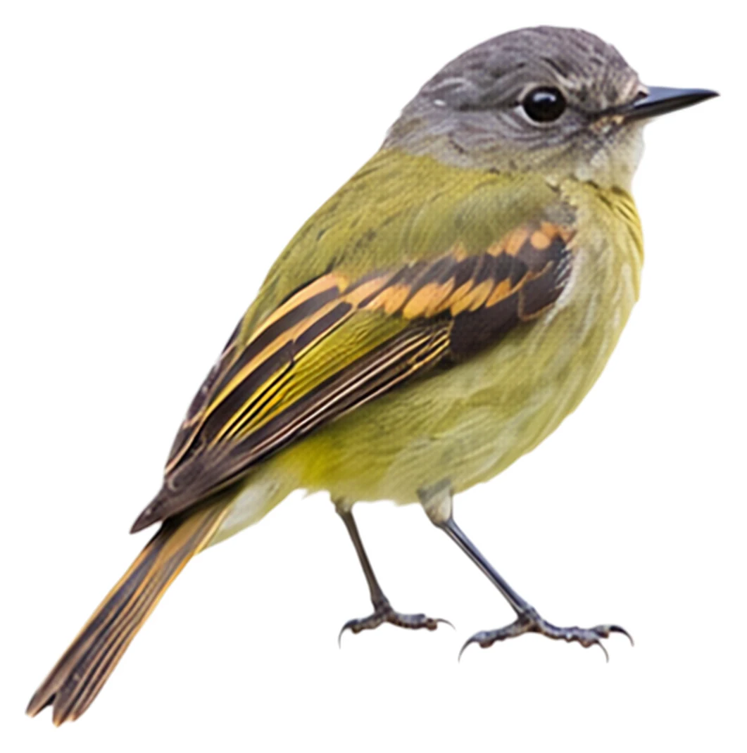 Inca Flycatcher · Original color inspiration